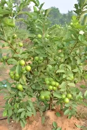 grreen v ieew Guava Plant