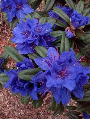 Plant Paradise Azalea plant
