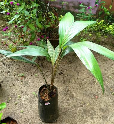 natikrd Salak Plant
