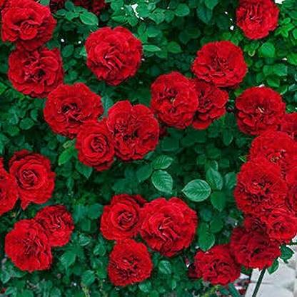 Grinian Rose Plant
