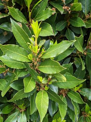 Gardeners Choice Bay Leaf Plant