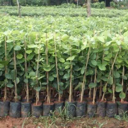 SAYANTIKA NURSERY Red Sandalwood Plant