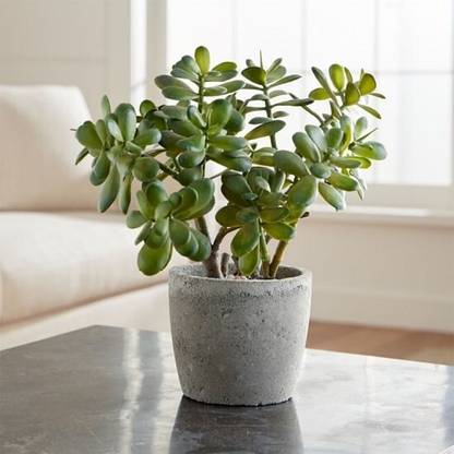 greenhousestore Jade Plant