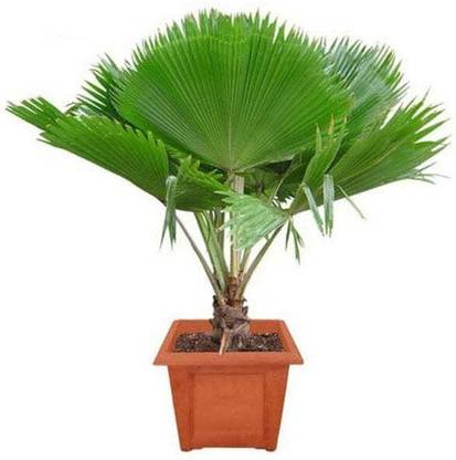 Cloud Farm Passion Plant