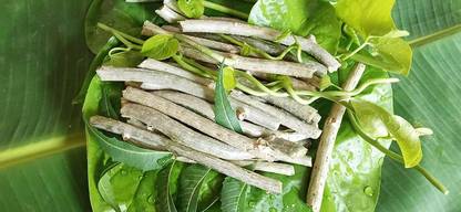 VibeX Organic Neem Giloy Guruch Gulvel Guduchi Fresh Plant Stems For Plantation Seed