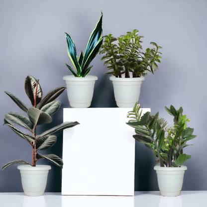 Agridise ZZ Plant, Jade Plant, Rubber Tree, Snake Plant