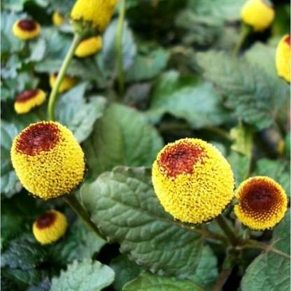 SHOP 360 GARDEN Acmella oleracea Seed