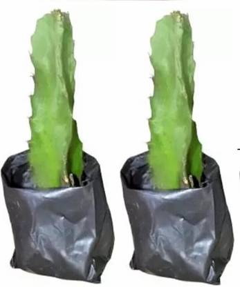 RAINBOWRAGA Dragon Tree