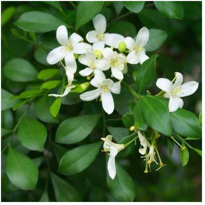 NurseryNature Madhu Kamini Plant