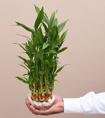 lucky bamboo plant Two Layer Bamboo Plant