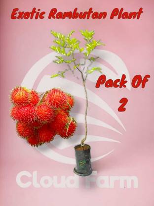 Cloud Farm ZZ Plant