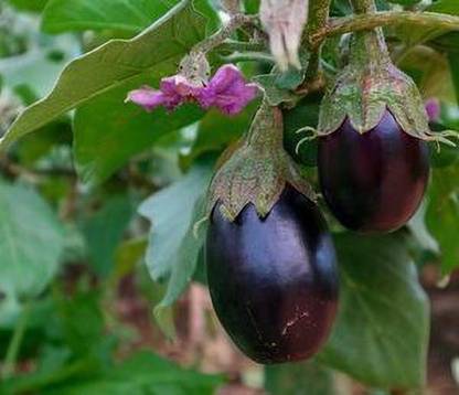 the green dotcom Brinjal