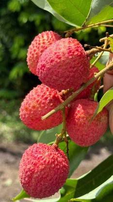 Litchee Litchi Plant