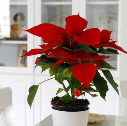 panchitea Poinsettia Plant