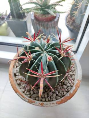 Ferocactus latispinus Mint Plant, Barrel Cactus Plant