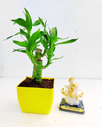 Phoolgram Lotus Plant, Bamboo Palm Plant