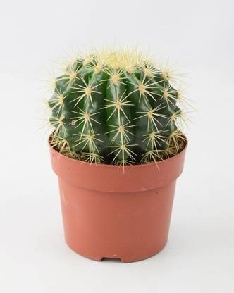 Cactus Thimble Cactus Plant