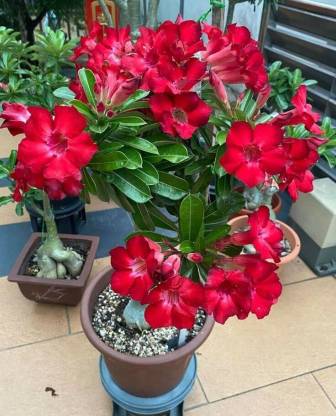 Greenery Nursery Adenium Plant Price in India - Buy Greenery Nursery ...