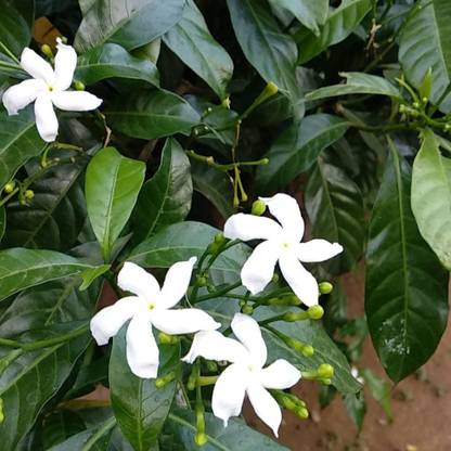 KAVARI ENTERPRISE Jasmine Plant