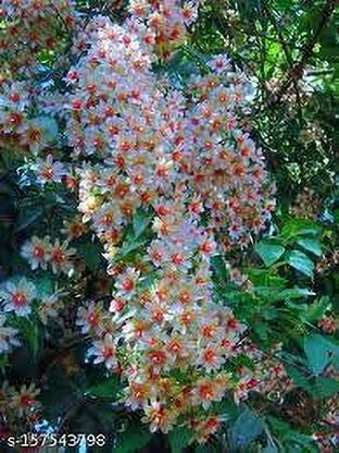 ABEFARIYA Parijat/Harsingar Plant