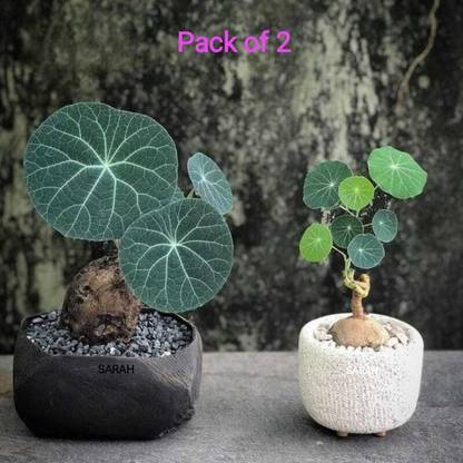 Greengalaxy Stephania Erecta Plant