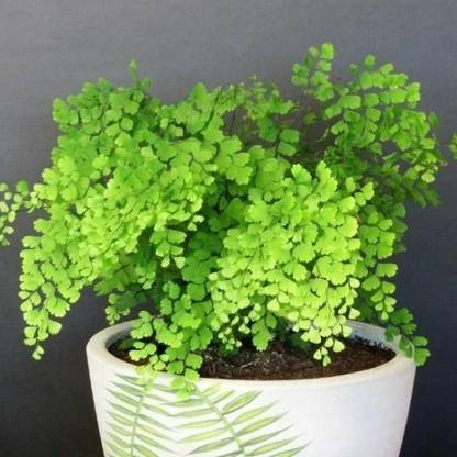 Kapebonavista Maiden Hair Fern