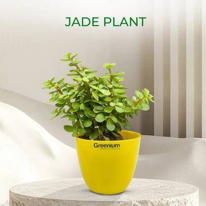 Greenium Jade Plant