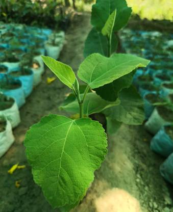 DesiFlora Ficus Plant
