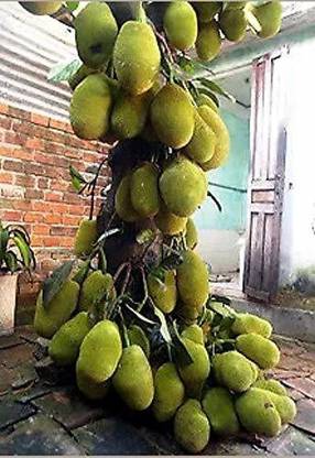 saraswati traders Jackfruit Plant