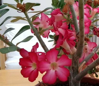 Cloud Farm Adenium Plant