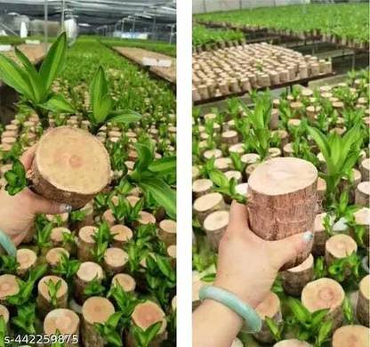 TDY Bamboo Palm Plant