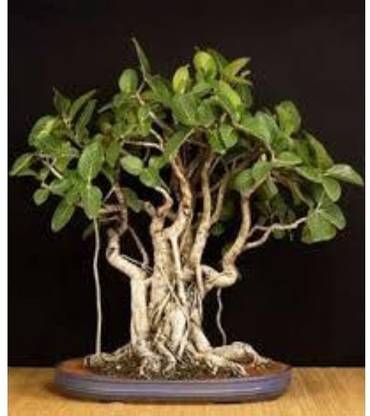 ABEFARIYA Ficus Plant