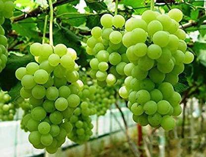 ANI PLANT Grapes Plant
