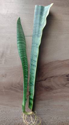 RESILIENCE Snake Plant