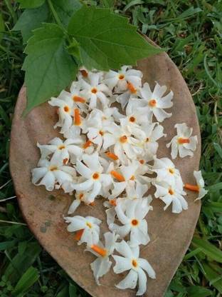 Greenery Nursery Parijat/Harsingar Plant Price in India - Buy Greenery