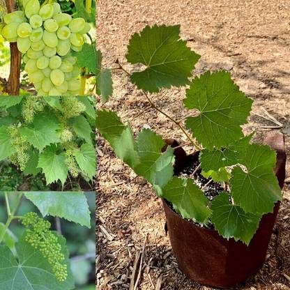 KS TRADERS Grapes Plant