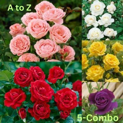 Cloud Farm Rose Plant