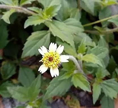 LifeShowMe Tridax Daisy Plant