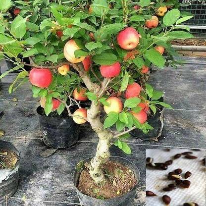 Samarthgreens Apple Plant