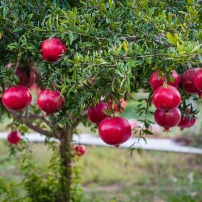 Cloud Farm Pomegranate Plant