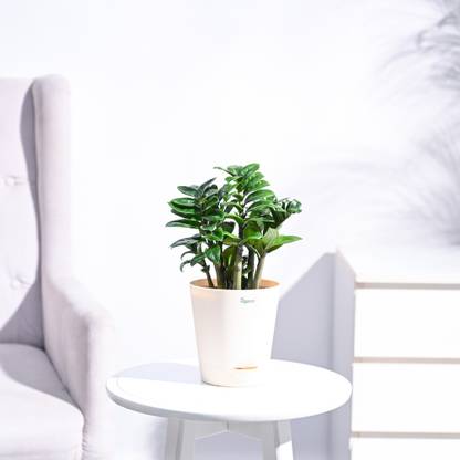 UGAOO Zamia Plant