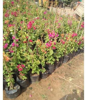Cloud Farm Rasna Plant