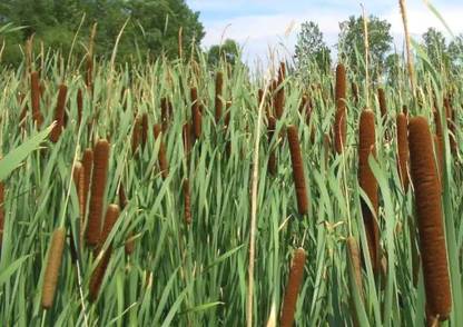 Plantzoin Broadleaf cattail Plant
