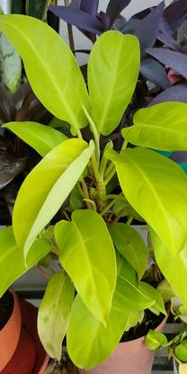 Acorn Golden Philodendron Ceylon Plant