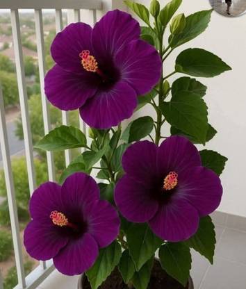 BloomShadow Hibiscus Plant