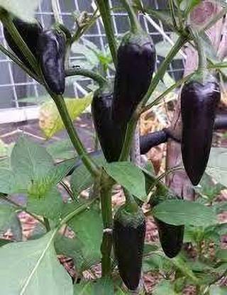 ABEFARIYA Chilli Spices Plant