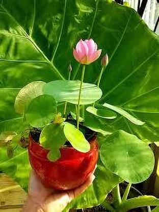 RoyPlants Lotus Plant