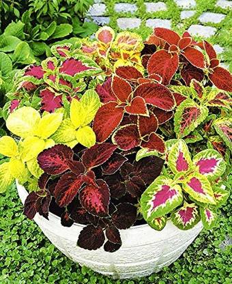 Cloud Farm Coleus Plant