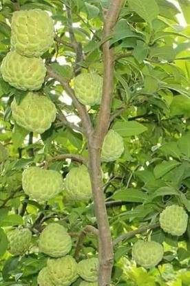 ARYAN EVERGREEN Cashew Apple Plant