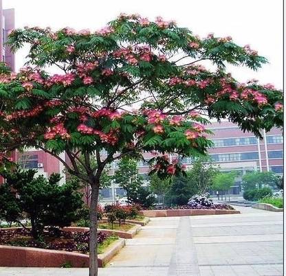 Trees Mimosa pudica Plant